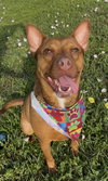 CANELA - Photo 1