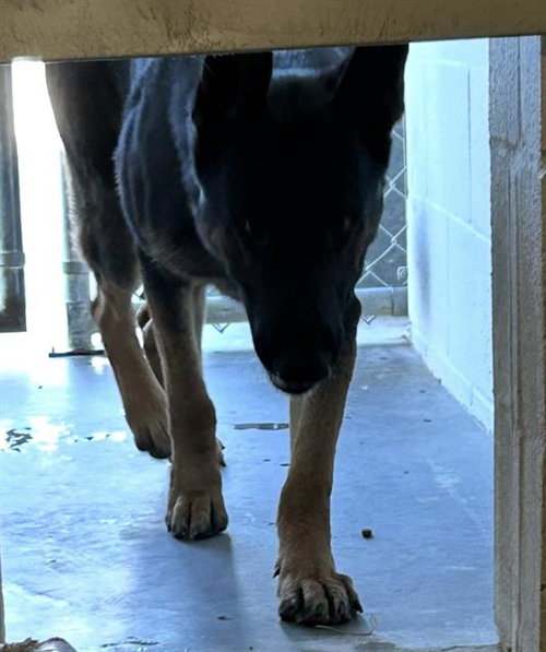 picture of the dog needing adoption