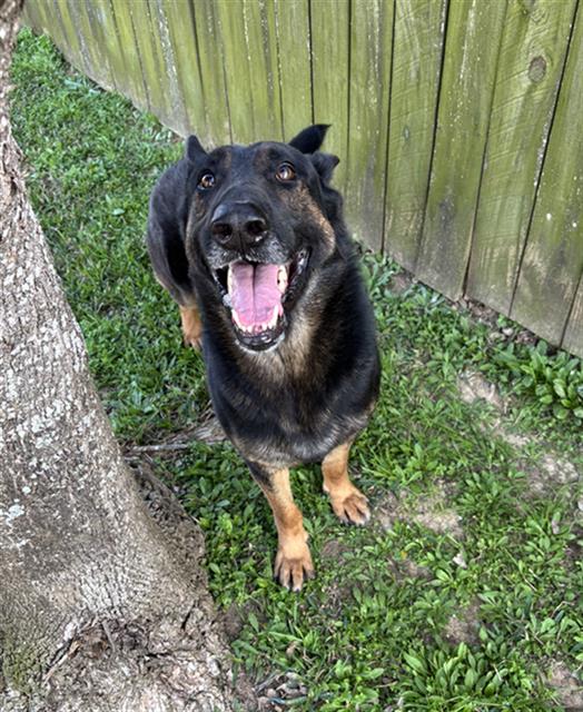German Shepherd