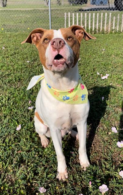 DIXIE-LUCHI, an adoptable Pit Bull Terrier in Rosenberg, TX
