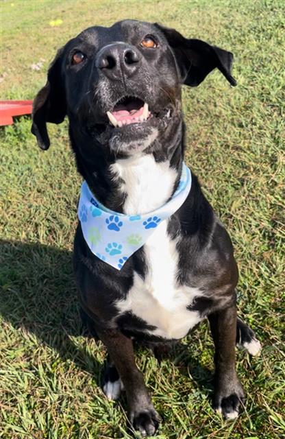 SCOTT, an adoptable Labrador Retriever in Rosenberg, TX