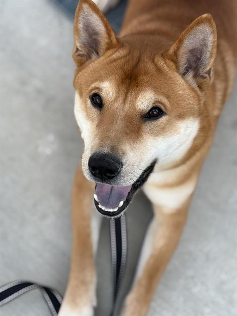 YOSHI