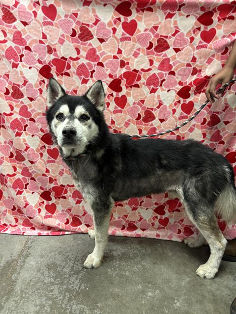 Siberian Husky