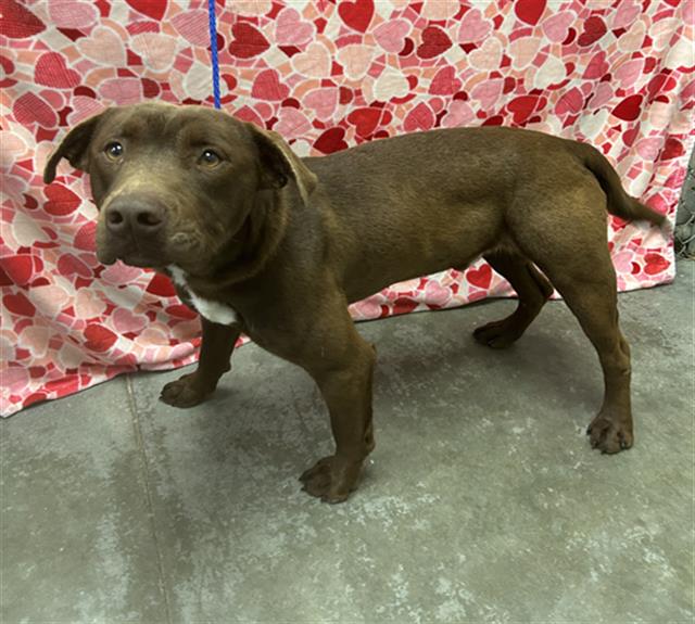 Labrador Retriever