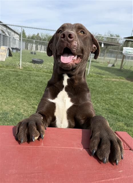 picture of the dog needing adoption