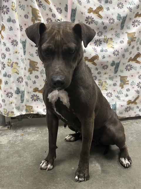 Pit Bull