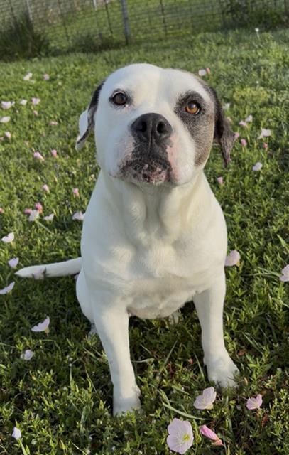 picture of the dog needing adoption