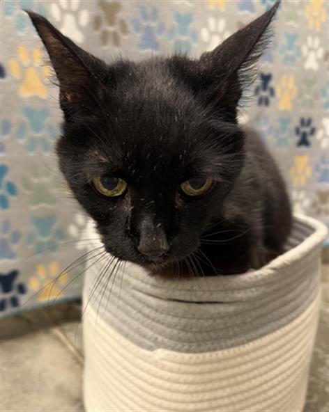 SALEM