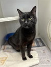 SALEM - Photo 1