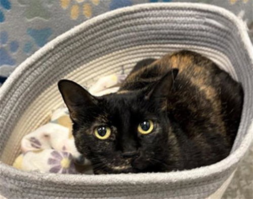 picture of the cat needing adoption
