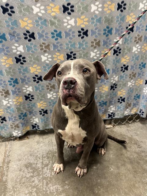 Pit Bull