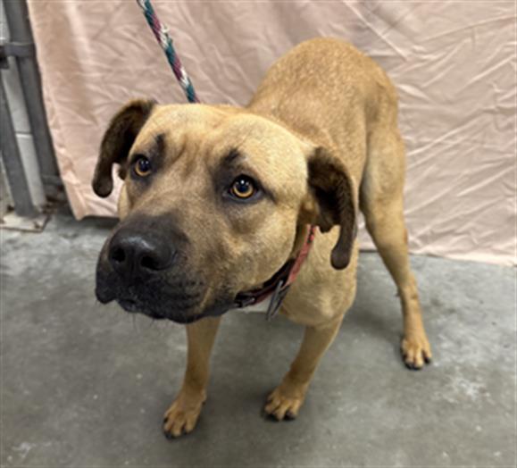 Black Mouth Cur