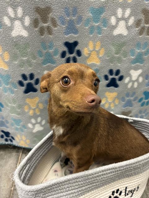 Chihuahua