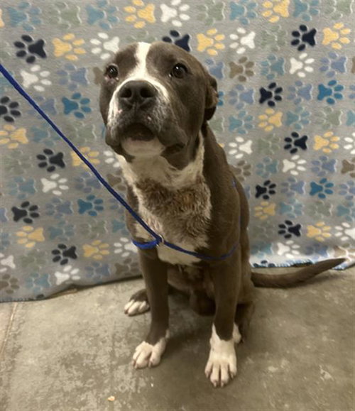 picture of the dog needing adoption