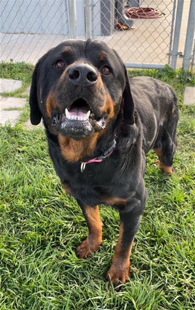 picture of the dog needing adoption