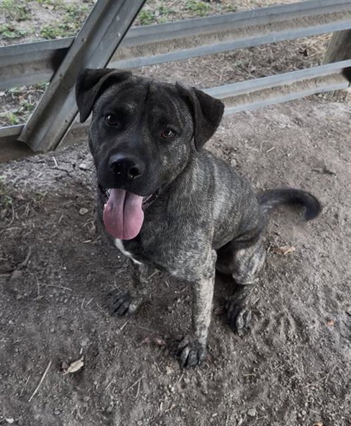 DANTE, an adoptable Mastiff in Rosenberg, TX