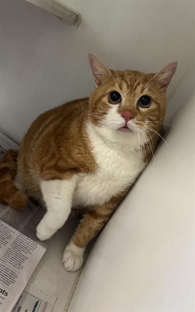 picture of the cat needing adoption