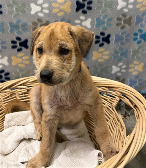SAFFRON, an adoptable Labrador Retriever in Rosenberg, TX