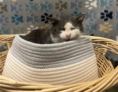 TOM, an adoptable Domestic Short Hair in Rosenberg, TX
