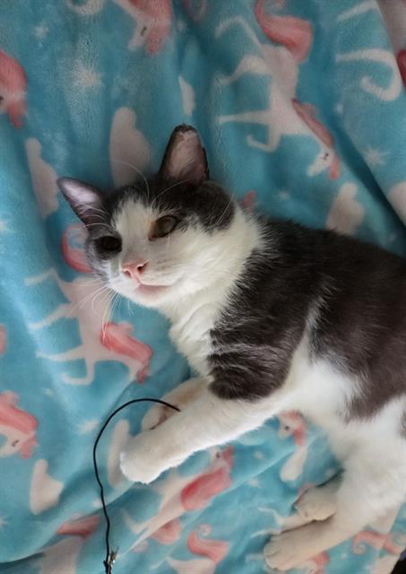 TOM, Adult Domestic Short Hair (medium coat), cat for adoption in Rosenberg, Texas