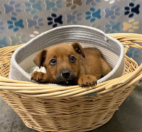 MOE, an adoptable Carolina Dog in Rosenberg, TX