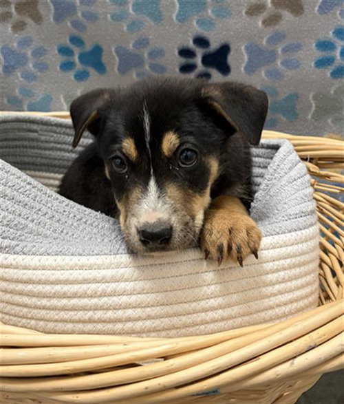 CURLY, an adoptable Carolina Dog in Rosenberg, TX