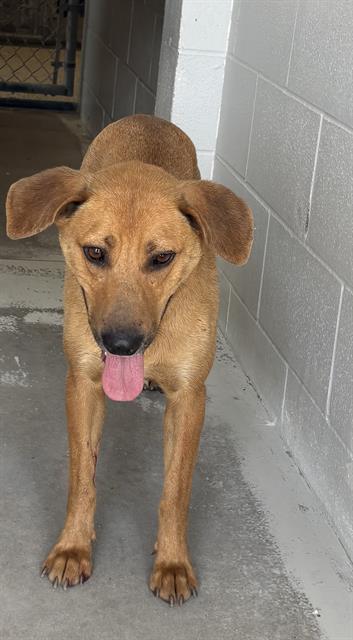LUNA, an adoptable Carolina Dog in Rosenberg, TX