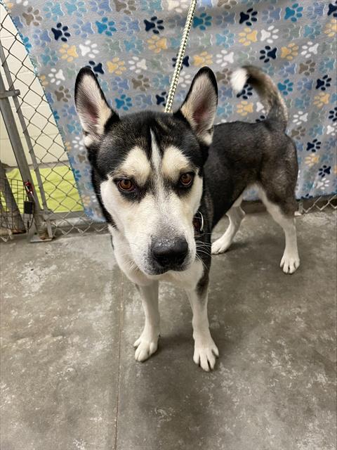 RICHIE, an adoptable Husky in Rosenberg, TX