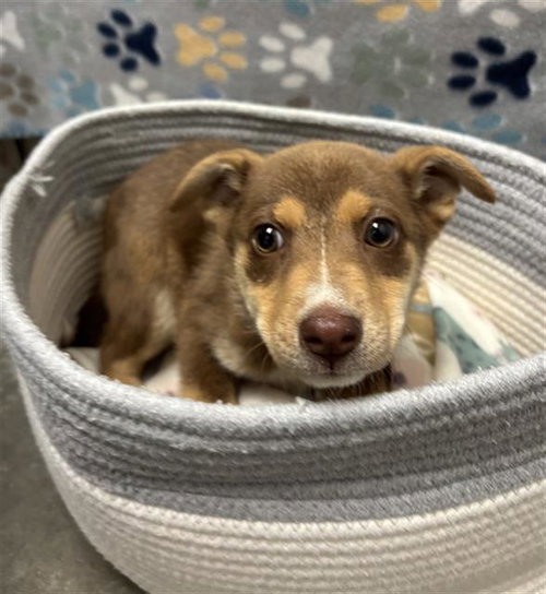 MELISSA, an adoptable Carolina Dog in Rosenberg, TX