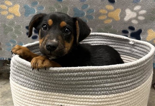 TEDDY, an adoptable Carolina Dog in Rosenberg, TX