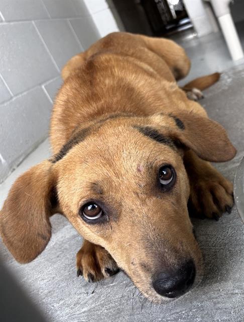 VIKI, an adoptable Carolina Dog in Rosenberg, TX