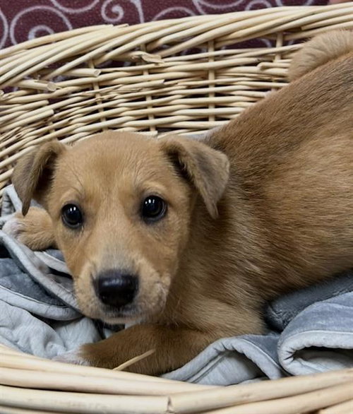 SNOOKI, an adoptable Carolina Dog in Rosenberg, TX