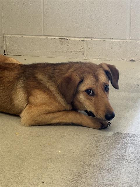 SUMMER, an adoptable Carolina Dog in Rosenberg, TX