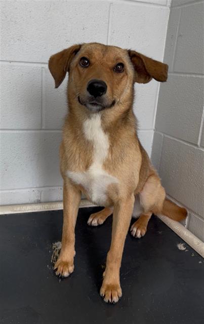 SUMMER, an adoptable Carolina Dog in Rosenberg, TX
