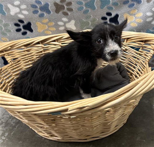 DAME, an adoptable Miniature Schnauzer in Rosenberg, TX