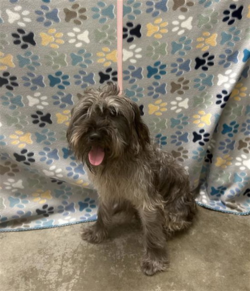 DISCO, an adoptable Miniature Schnauzer in Rosenberg, TX