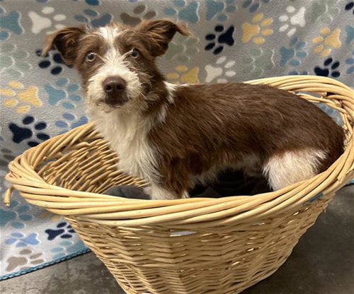 MILES, an adoptable Parson Russell Terrier in Rosenberg, TX