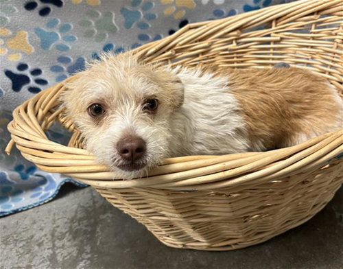 GWEN, an adoptable Parson Russell Terrier in Rosenberg, TX