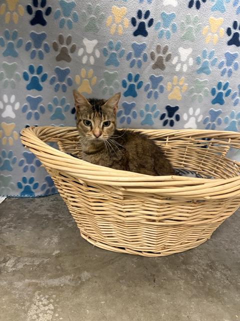 ARIEL, Adult Domestic Medium Hair (medium coat), cat for adoption in Friendswood, Texas