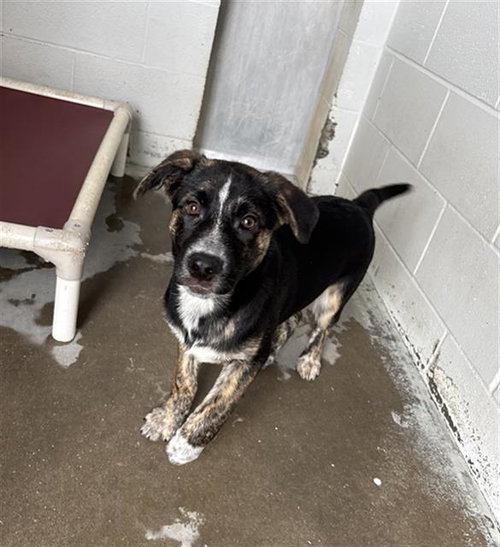 BASIL, an adoptable Plott Hound in Rosenberg, TX