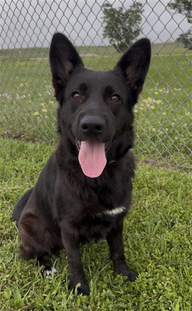 DIVINITY, an adoptable Border Collie in Rosenberg, TX