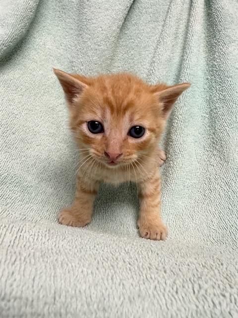 ZIGGY