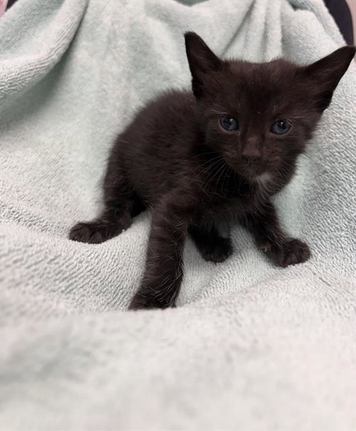 picture of the cat needing adoption