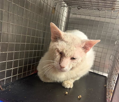 DON PABLO, Adult Domestic Short Hair (medium coat), cat for adoption in Friendswood, Texas