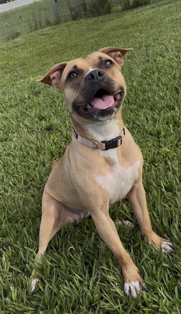 PANCAKE - Boxer available for adoption