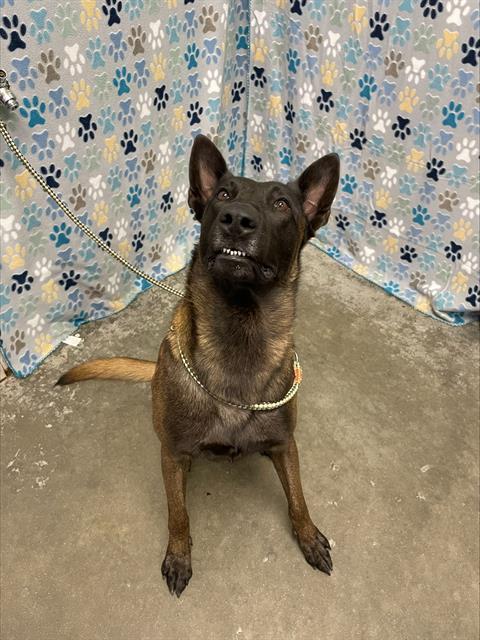 SPARKY, an adoptable Belgian Shepherd Malinois in Rosenberg, TX