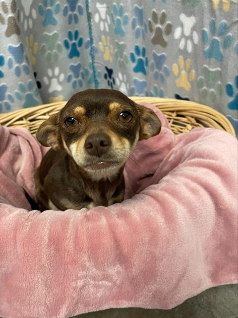 MILLIE, an adoptable Chihuahua in Rosenberg, TX