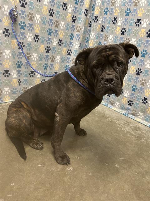 PEBBLE, an adoptable Bulldog in Rosenberg, TX