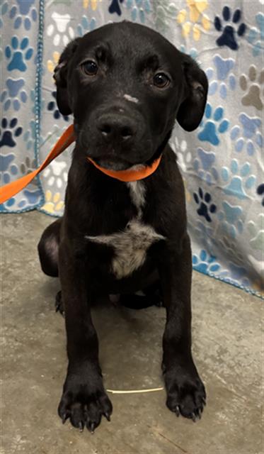 JAVA, an adoptable Labrador Retriever in Rosenberg, TX