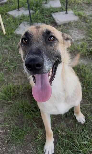 PENNY, an adoptable German Shepherd Dog in Rosenberg, TX